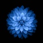 User picture for angel garrett