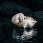 User picture for Taran Sohal