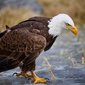 User picture for William Andrews