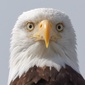 User picture for Robert Merrill