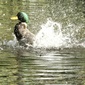 User picture for Michael McDougall