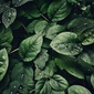 User picture for Albi Gulotta