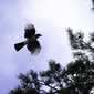 User picture for Alexei Martinov