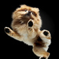 User picture for Butch McCartney