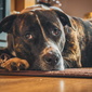 User picture for Tom Kingsley