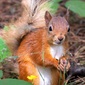 User picture for Lee hutchinson