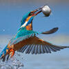 Profile picture for user kingfisher-photography