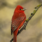 User picture for Chris Wolfgram