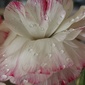User picture for Teneil Ridgeway