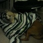 User picture for Ray Brown