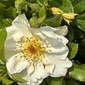 User picture for Gaynor Henry