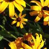 User picture for Lois Johnson