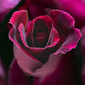 User picture for Beverley Pohlner