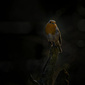 User picture for Kees de Wit