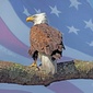 User picture for Christopher Carl
