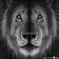 User picture for Sanjay Narasimhalu