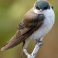 User picture for Sailesh G-Pillai