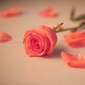 User picture for Sawera Afzal