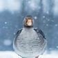 User picture for Signe Fotar