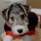 User picture for David Bolender