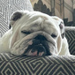User picture for William McMahon