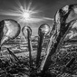 User picture for Nunzio Guerrera