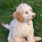 User picture for Chris crabb