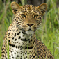 User picture for Wayne Holt