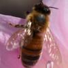 User picture for Bruce Korb