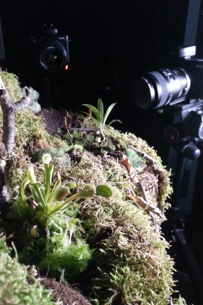 Shooting Red Dragon on the Carnivorous Plant Set