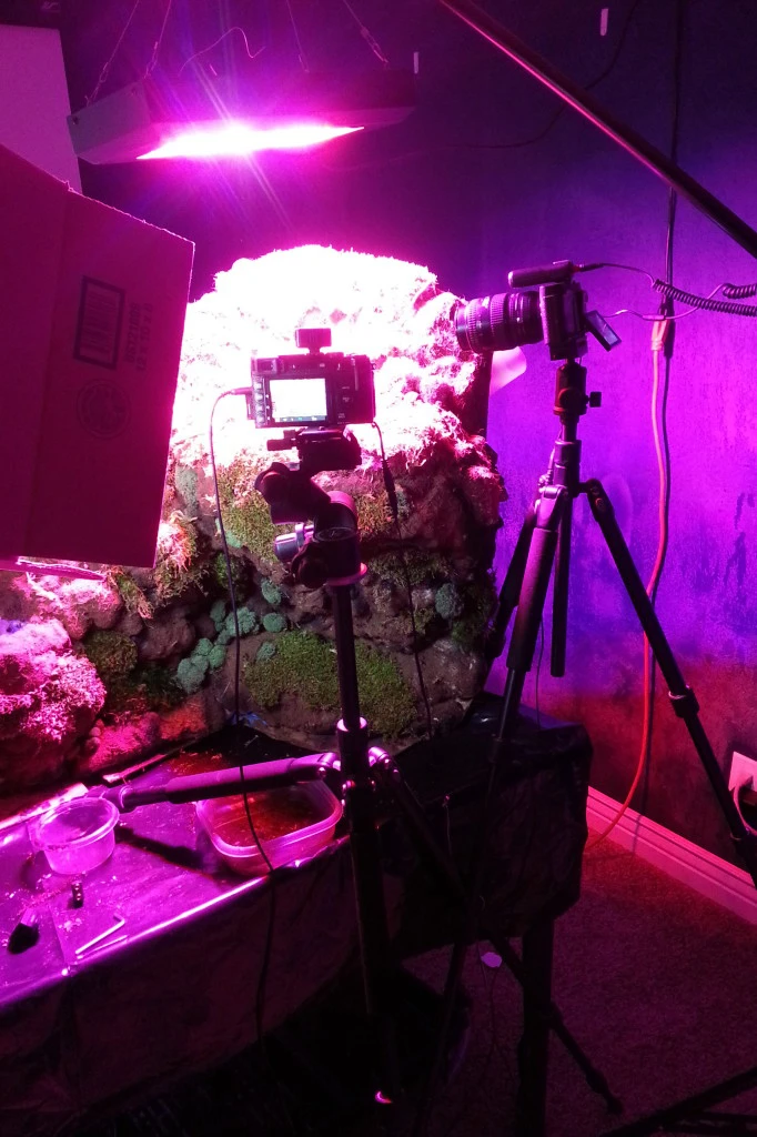 Carnivorous plant set in use with LED lighting