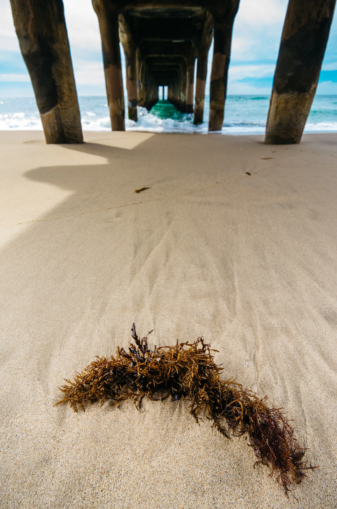 Photo of seaweed washed up under Manhattan Beach Pier by Leica T