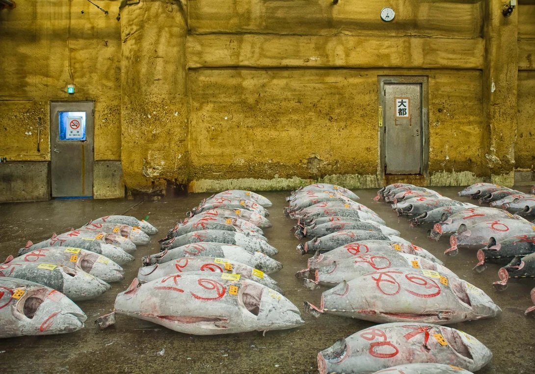 Tsukiji, Fish market, Tokyo