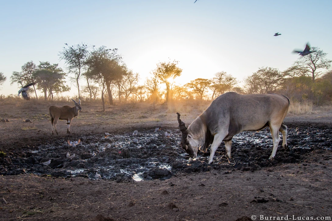 Sunrise wildlife photography camera trap