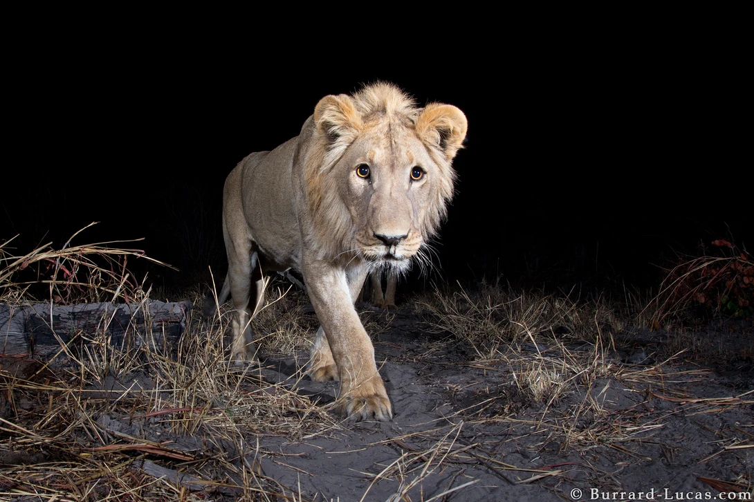 Camera Trap Triggers