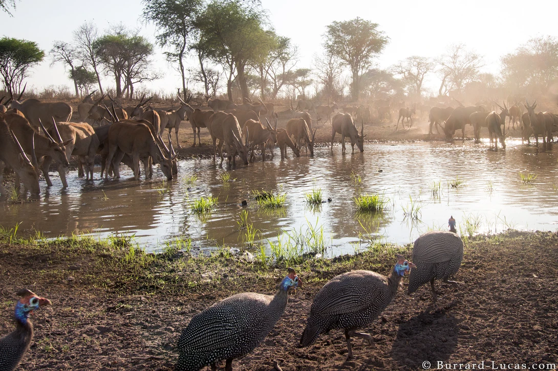 guinea fowl camera trap
