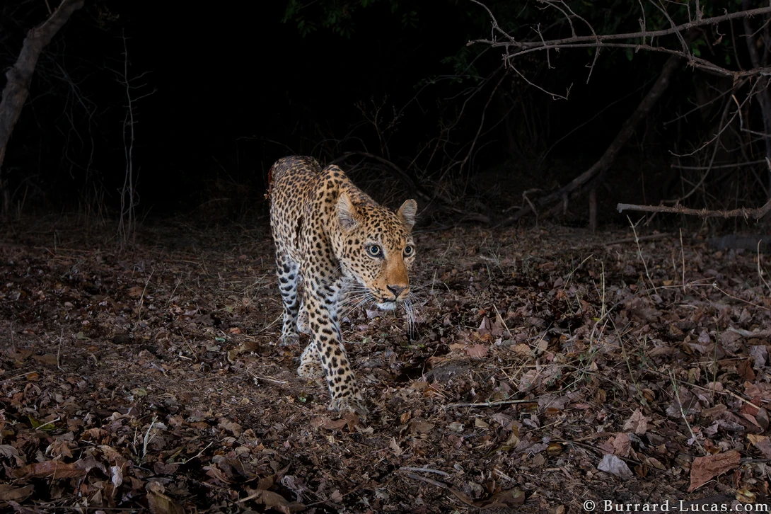 leopard in the wild