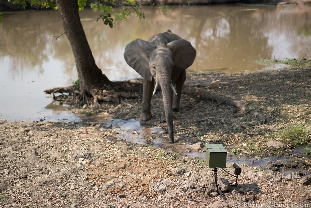 Camera Trap Wildlife Photography