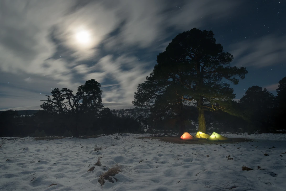 3 tents under a scots pine tree