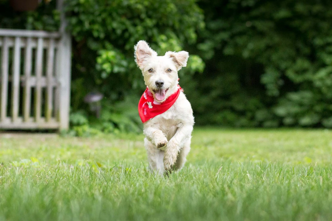 dog with red bandana running in grass