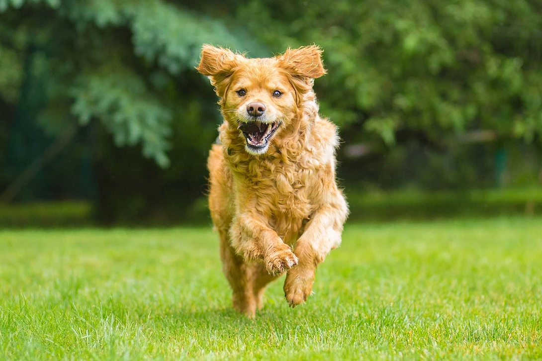 large dog running toward camera
