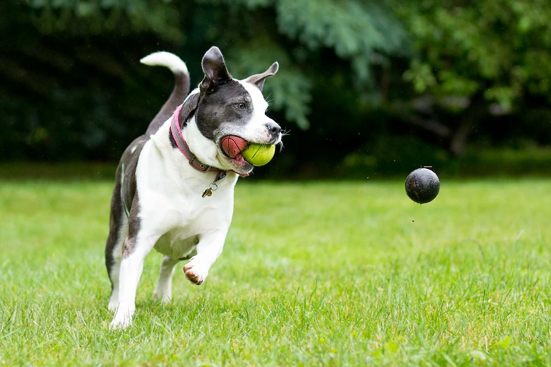 pit bull chasing balls in grass