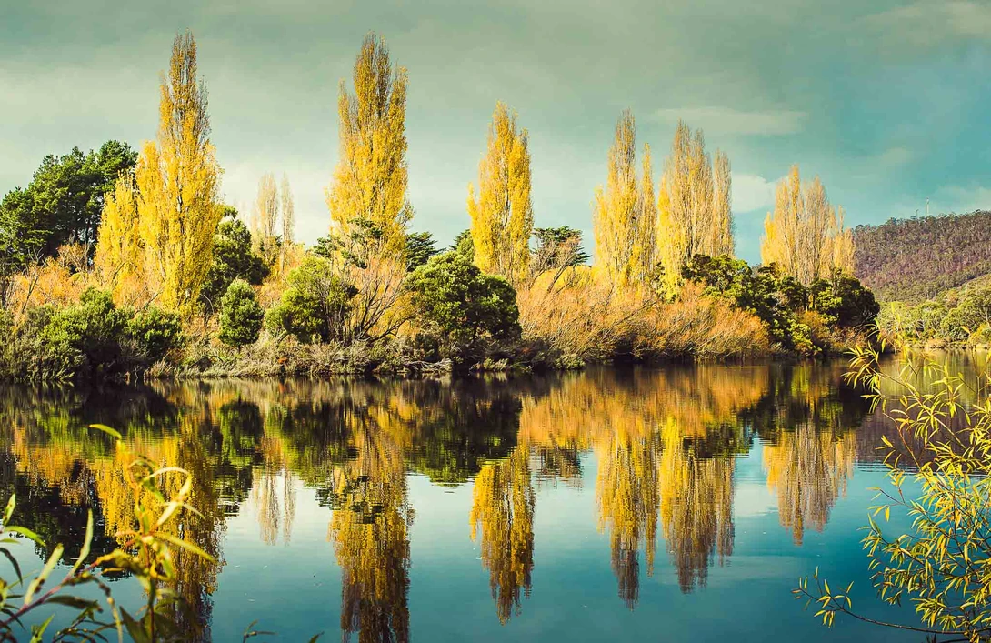 Poplar Trees