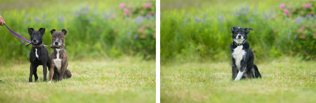 Two dog portraits to be combined in Photoshop