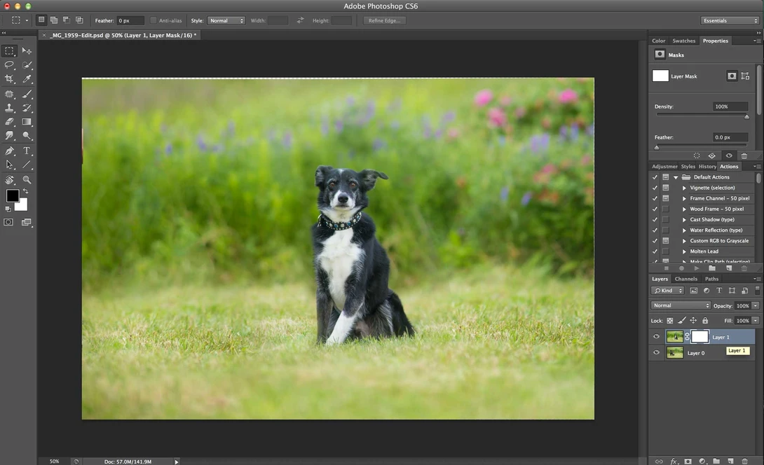 Compositing a dog group photo - Step 3