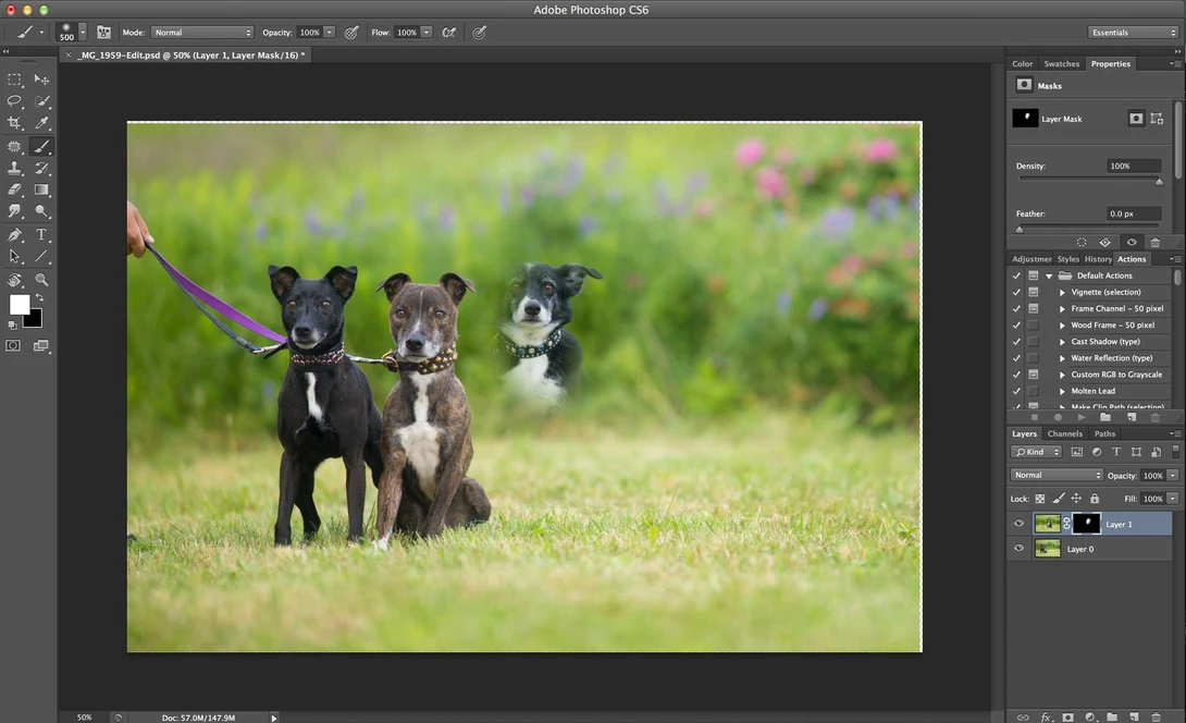 Compositing a dog group photo - Step 4