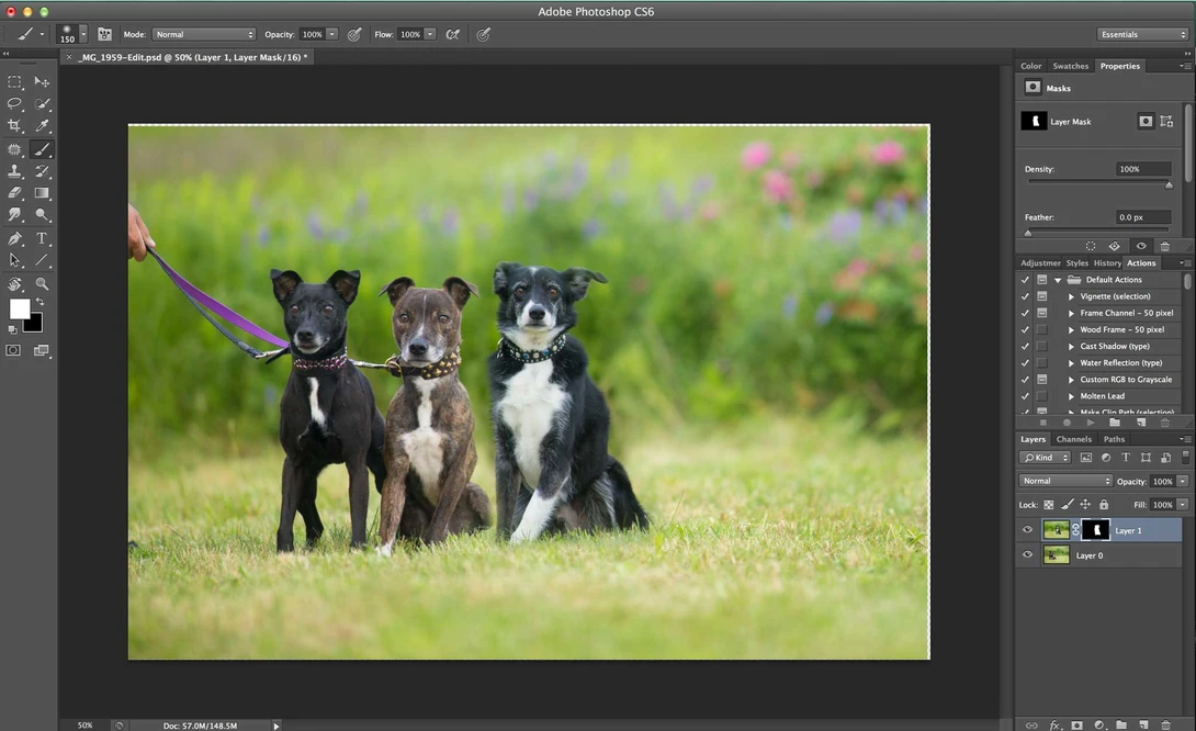Compositing a dog group photo - Step 5