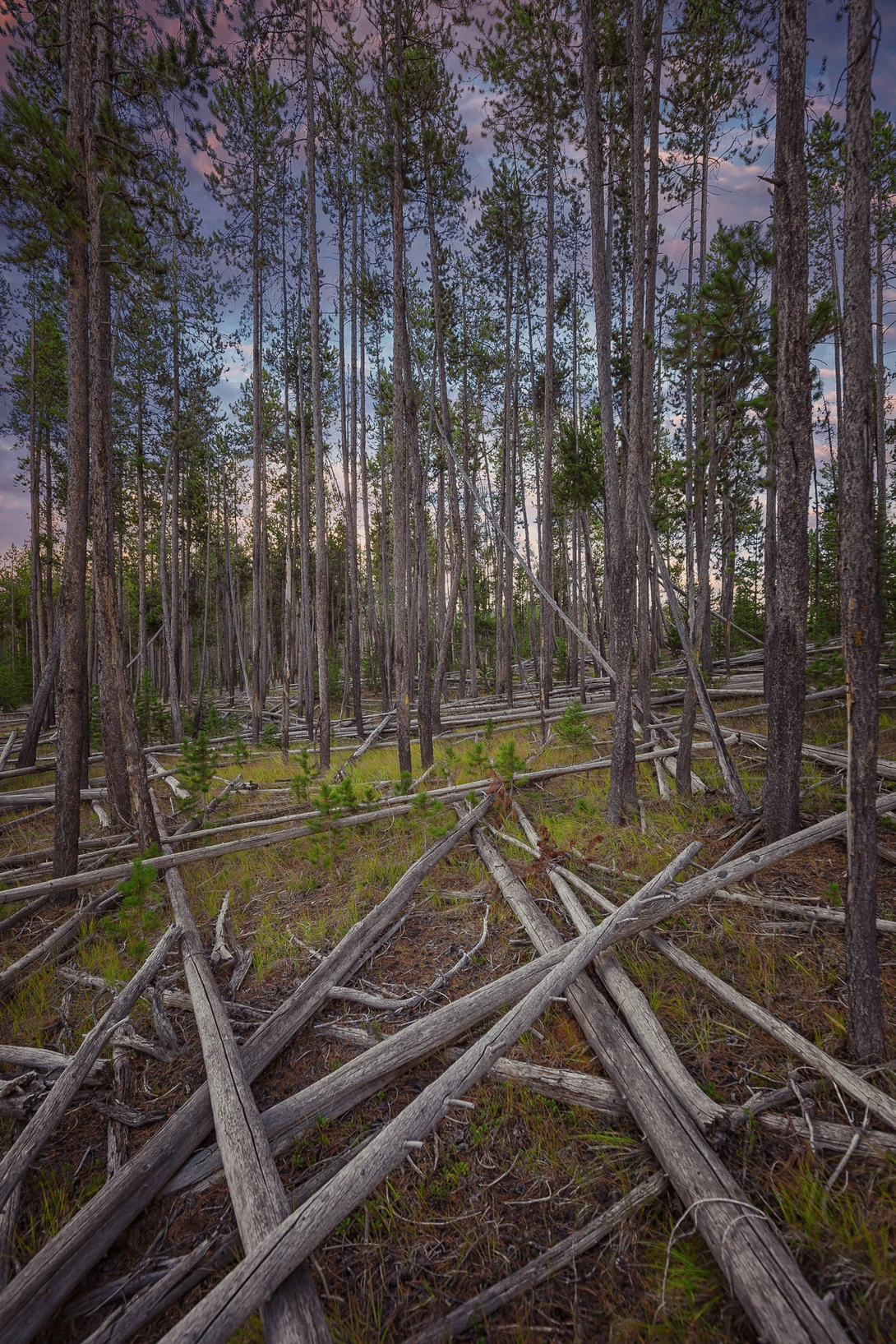 Thicket of pine trees, deep in the middle of Yellowstone.