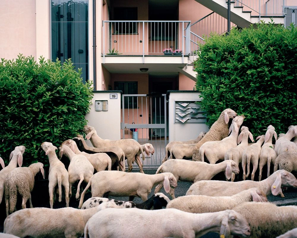Stefano Carnelli, Italian shepherds, Transumanza