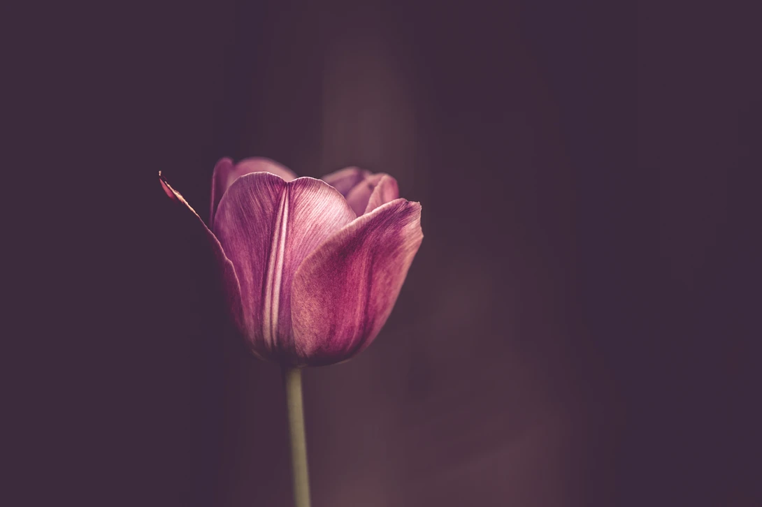 photo flower petals